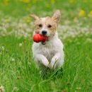 KONG pour le chien - le jouet polyvalent