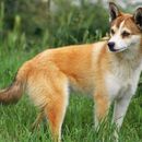 Des chiens qui ressemblent à un renard