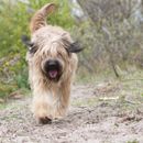 60 noms de chiens espagnols - nos préférés