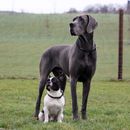 Top 15 des grandes races de chiens : Aperçu des géants les plus populaires