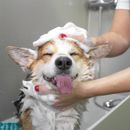 Dois-je donner un bain à mon chien ?