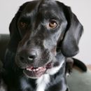 Traceurs gps pour animaux de compagnie et colliers intelligents : que deviennent toutes ces données?