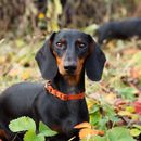 Randonnée avec chien à Vienne - les plus beaux itinéraires