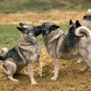 Noms de chiens nordiques - 50 femelles et 50 mâles favoris