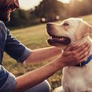 Races de chiens pour débutants