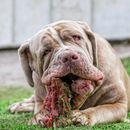 Ces aliments sont du poison pour les chiens