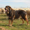 10 races de chiens de protection à couper le souffle avec photos