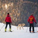 Skier avec un chien - des moments inoubliables dans la neige