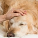 Terápiás kutya depresszió esetén: segítség, költségtérítés, eljárás