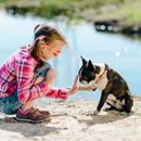 5 tipp az "adj pacsit" trükkhöz - így megtaníthatod a kutyádnak