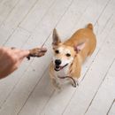 Rossz lehelet a kutyáknál - otthoni jogorvoslatok és okai