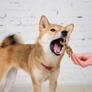 A kutya nem akar enni, de a jutalomfalatokat igen: a 7 leggyakoribb okok