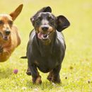Csípőízületi problémák és könyökdiszplázia kutyáknál