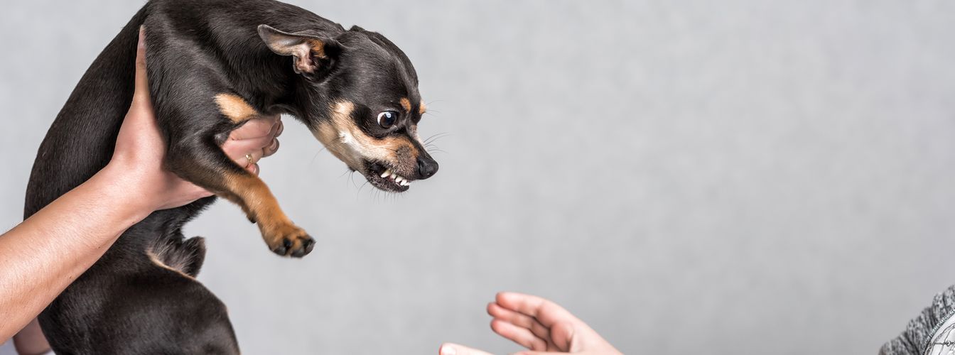 Verhaltensauffälligkeiten verstehen: So interpretierst du das Verhalten deines Hundes