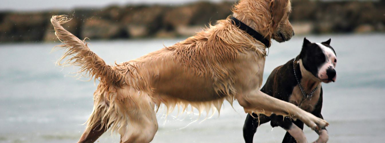 Die Sprache der Hunde: Körpersprache und Lautäußerungen richtig deuten