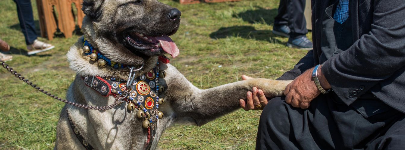 Der Kangal als gefährlichster Hund der Welt? Wir klären auf