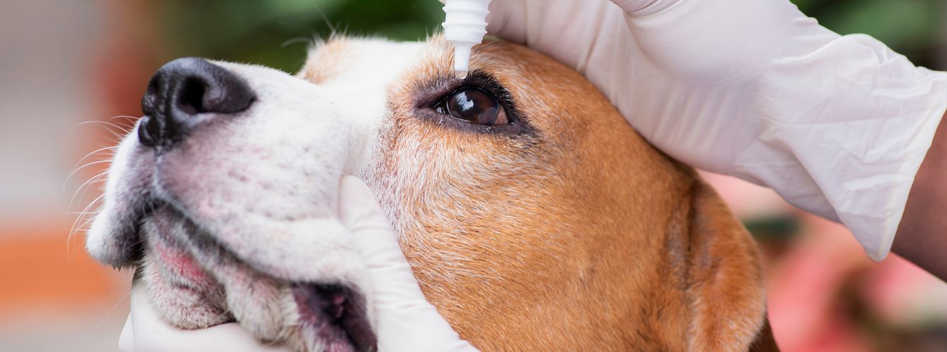Augentropfen für Hunde: Alles, was du wissen musst