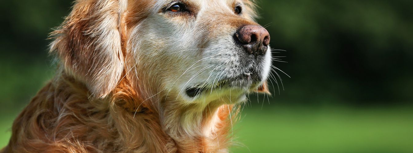 Alter Hund wird immer dünner