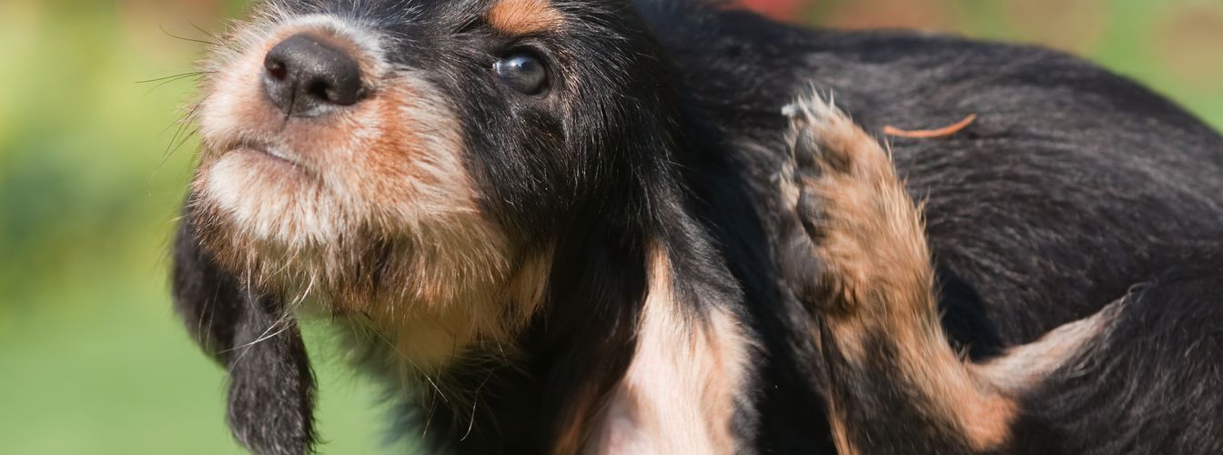 Hundestress: Wie man einen Hund bei Stress beruhigt