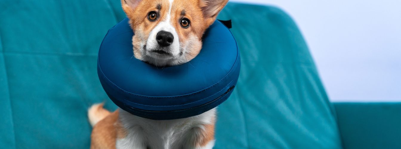 Alternativen zum Trichter für Hunde: Der sanfte Weg zur Heilung