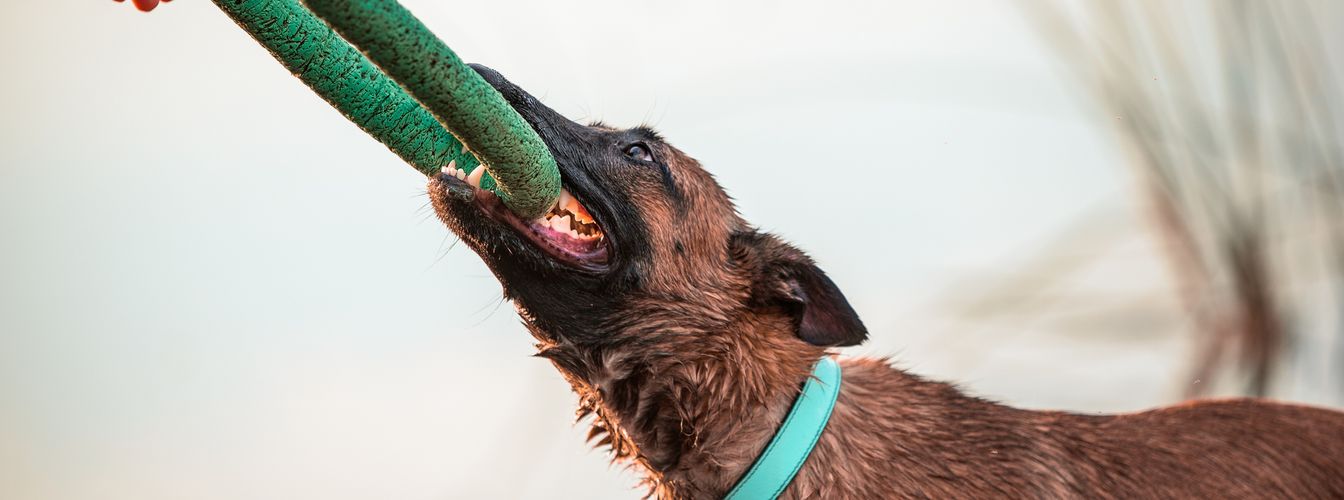 DIY-Hundespielzeug: Kreative Bastelideen für drinnen und draußen