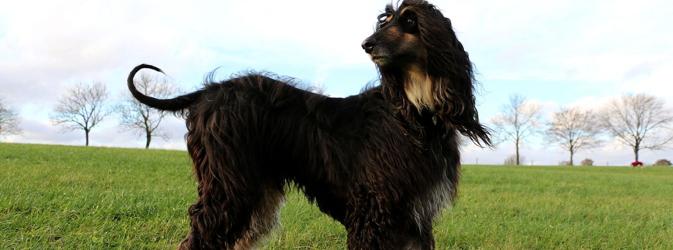 Hunde mit langem Fell: Mit diesen speziellen Problemen muss man rechnen