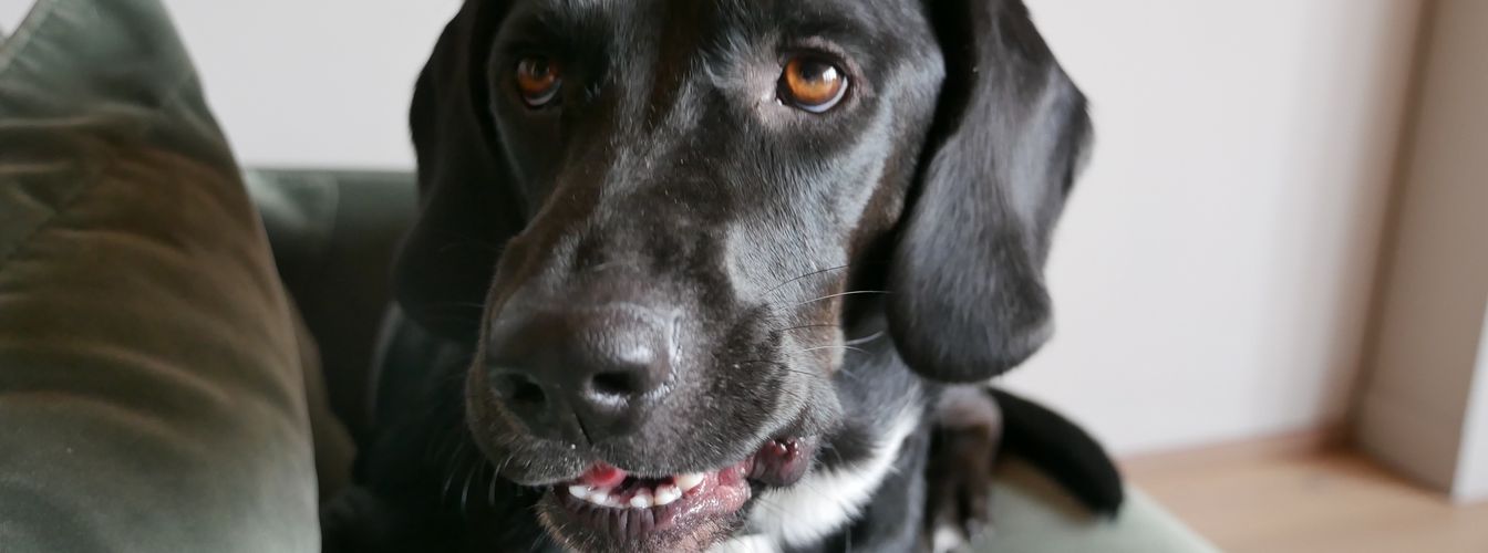 Hundeecke gestalten