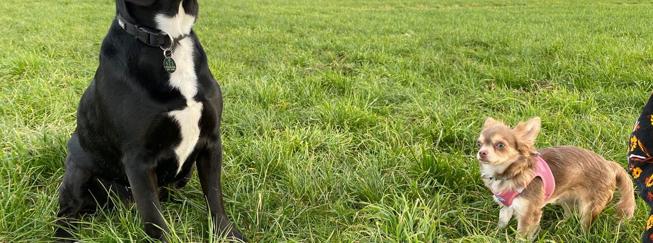 Adoption Day (Gotcha Day): Die schönsten Erinnerungs-Geschenke für Hundeltern