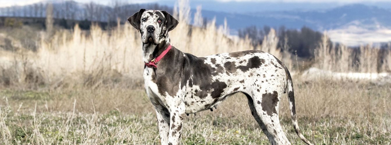 Hundespielzeug für große Hunde