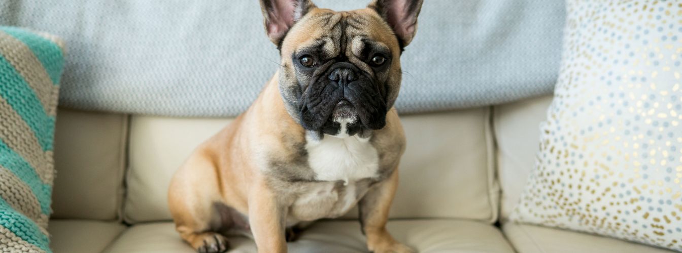 Umzug mit Hunden:  Vier Schritte die beachtet werden sollten
