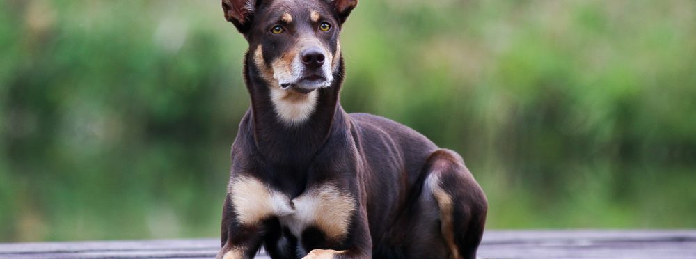 Hund: Vom Züchter oder aus dem Tierheim?