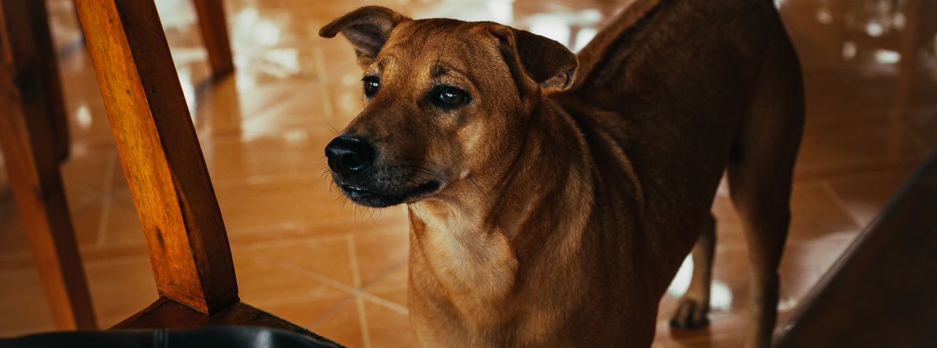 Alleine bleiben üben mit dem Hund