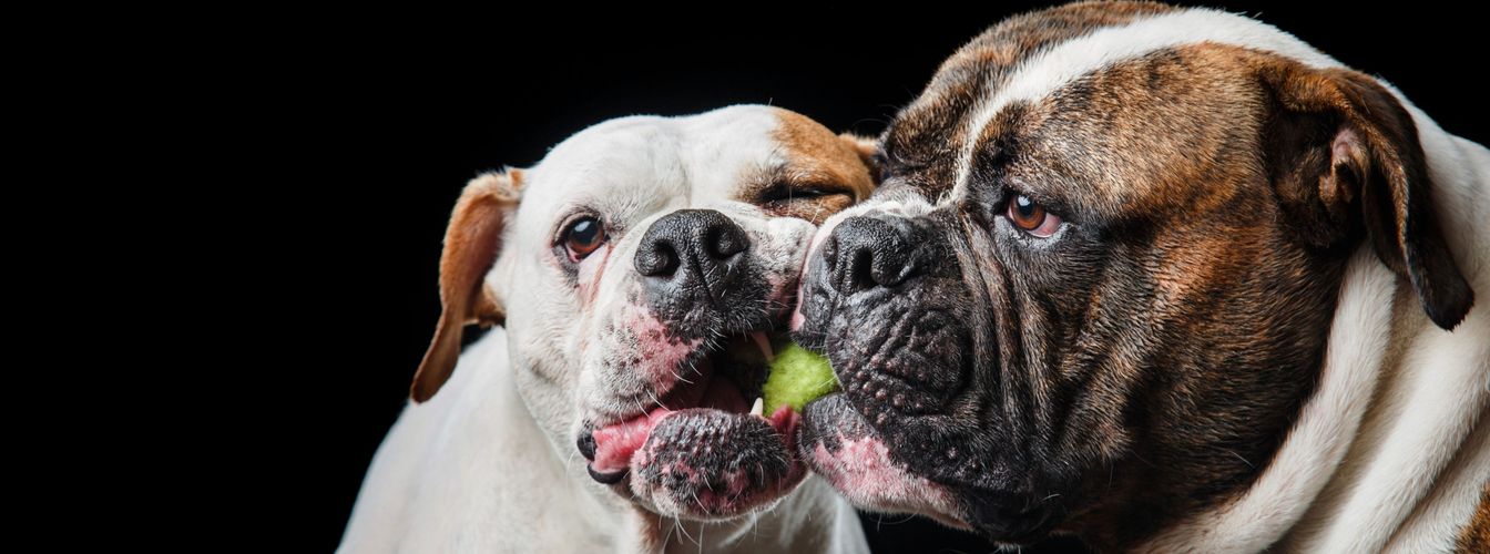 Alterskrankheiten bei Hunden