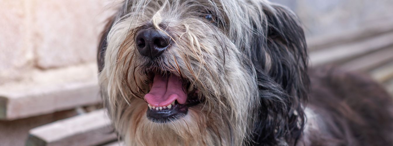 Why is your dog trembling and panting?
