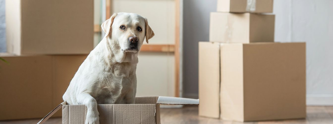 Stress-free acclimatization after the move: your dog in the new environment