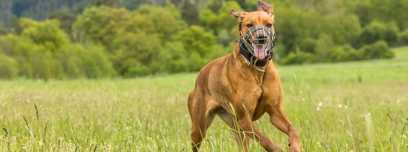 Measure muzzle for the dog