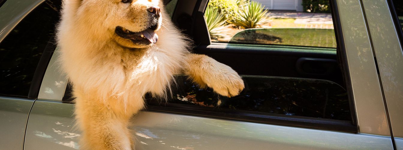 Are dogs allowed to go to IKEA? We clarify what applies in 2023 in Ö and DE