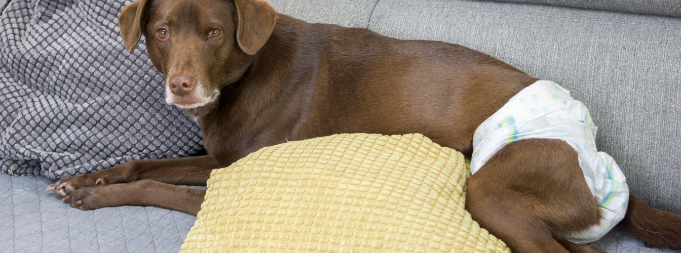 3 Tips: Dog Pregnancy - cause and signs