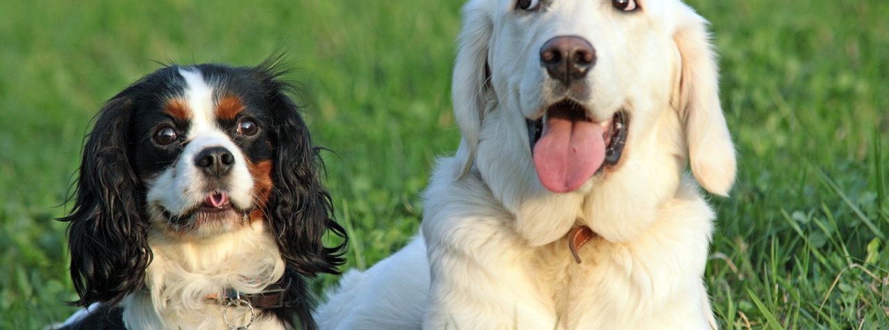 Beginner dogs: Top 15 breeds for beginners