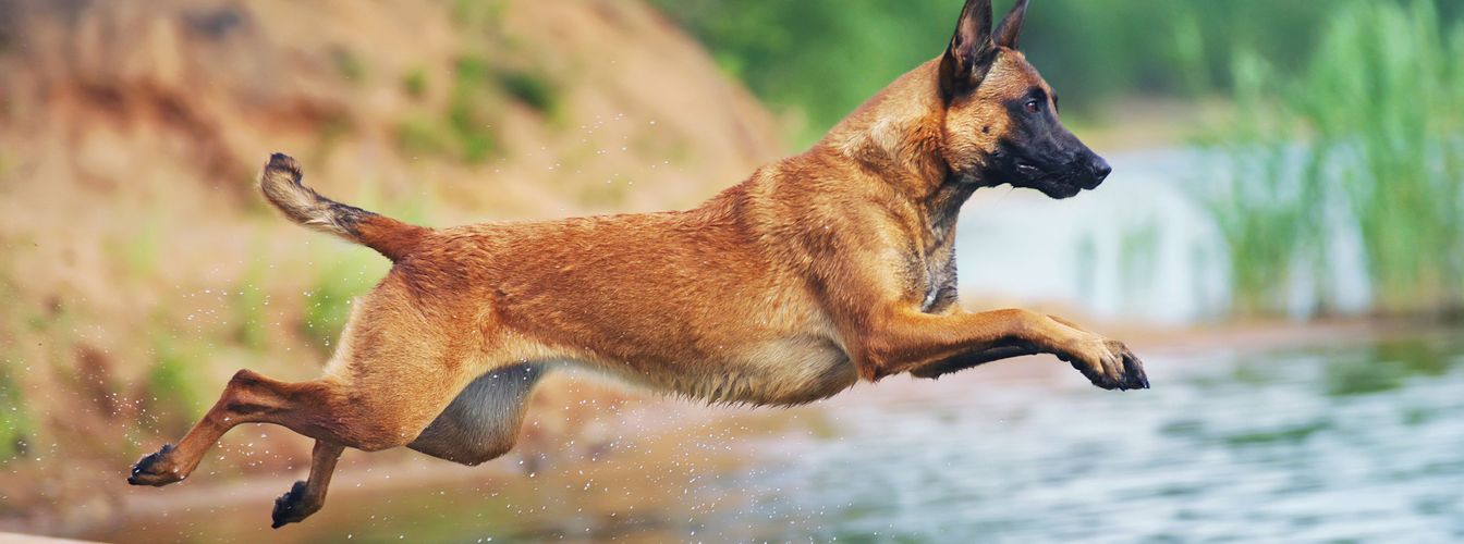 Going to the lake with your dog: Austrian dog beaches at the lake