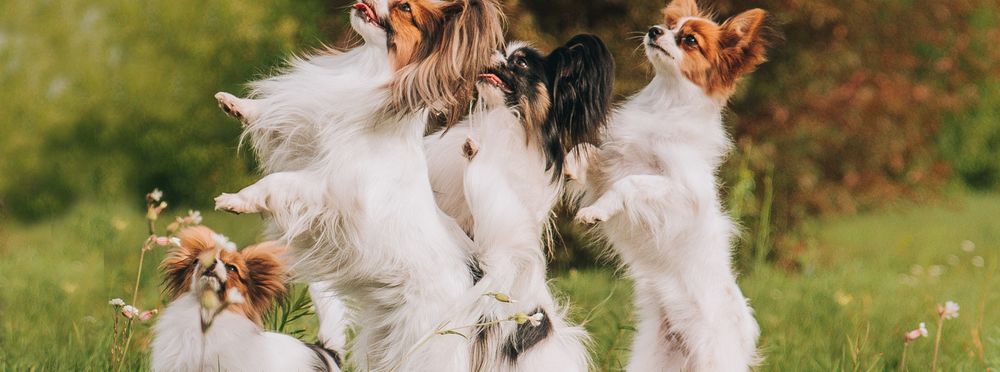With these 4 tips, your dog learns to "sit pretty"