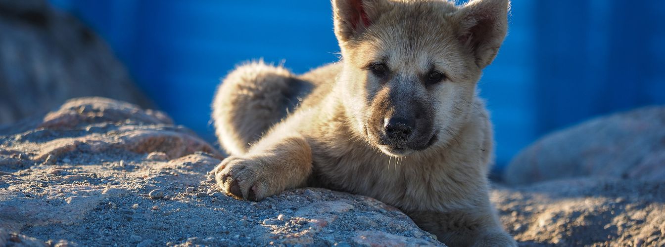 ¿Durante cuánto tiempo debes alimentar a un cachorro? Guía completa