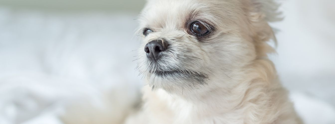 ¿Tu perro cambia constantemente de sitio y está inquieto? Esta es la razón