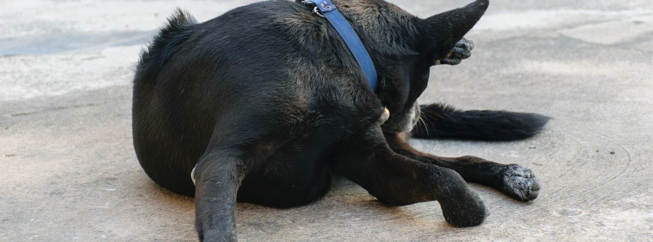 Por qué tu perro se lame la zona genital y qué puedes hacer al respecto