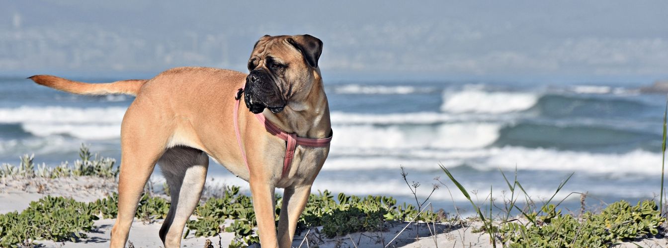 2 razas de perro que pueden utilizarse para cazar leones