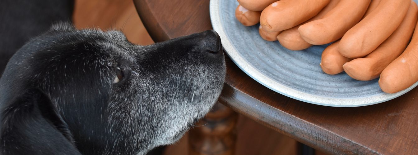 ¿Puede mi perro comer salchichas y jamón?
