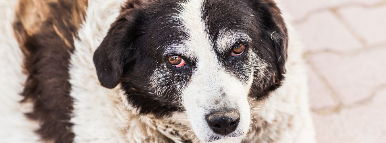¿Por qué mi perro tiene los ojos tan rojos?