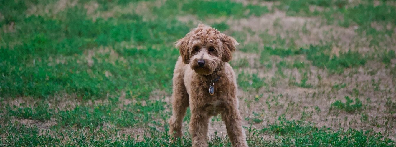 ¿Quieres un caniche? Lee esto primero