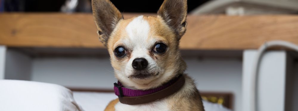 El chihuahua: algo más que un "pony de alfombra"