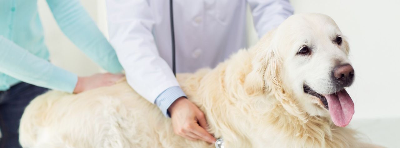 ¿Qué hacer si tu perro vomita sangre?